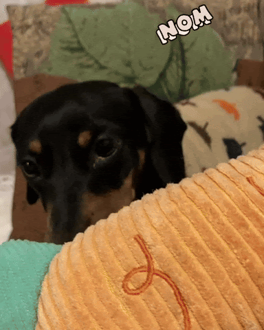small dog and lots of toys