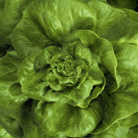 zoom in on lettuce